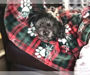 Mutt Dogs for adoption in Boonton, NJ, USA