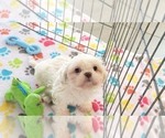 Small #10 Shih Tzu