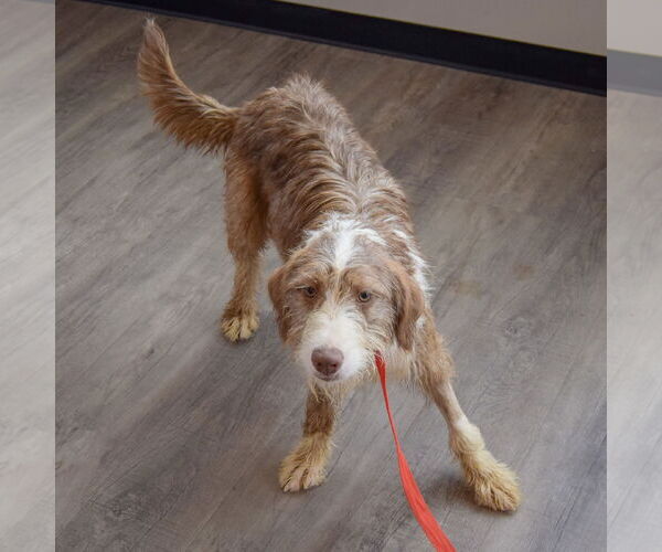 Medium Photo #5 Mutt Puppy For Sale in Huntley, IL, USA