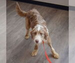 Small #4 Mutt