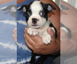 Puppy Jack Boston Terrier
