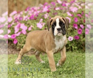 Boxer Puppy for sale in GORDONVILLE, PA, USA