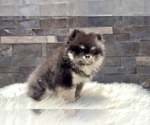 Small #12 Pomeranian