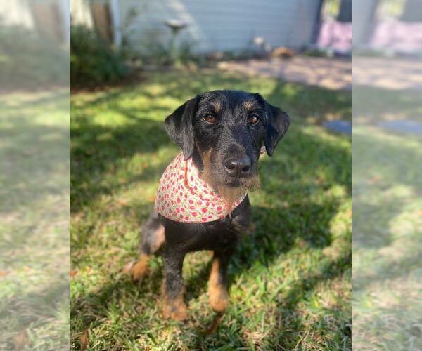 Medium Photo #2 Mutt Puppy For Sale in San Leon, TX, USA