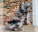 Small #8 F2 Aussiedoodle
