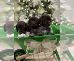 Small #3 German Shorthaired Pointer