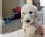 Small #14 Goldendoodle