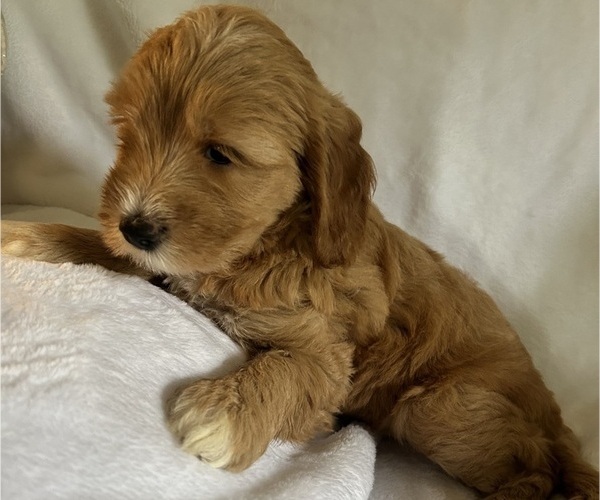 Medium Photo #9 Goldendoodle (Miniature) Puppy For Sale in PLATTE CITY, MO, USA