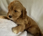 Litter of 6 - Male(s) and Female(s) Goldendoodle (Miniature)Litter of Puppies for Sale - Photo #9