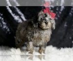 Small Photo #37 Poodle (Miniature) Puppy For Sale in WARSAW, IN, USA