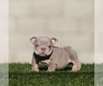 Small English Bulldog