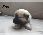 Puppy 6 Anatolian Shepherd-Great Pyrenees Mix