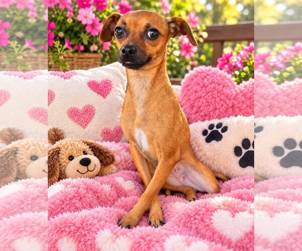 Medium Photo #2 Chihuahua-Unknown Mix Puppy For Sale in Ball Ground, GA, USA