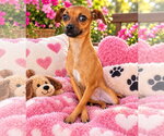 Small Photo #2 Chihuahua-Unknown Mix Puppy For Sale in Ball Ground, GA, USA