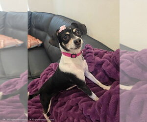Chihuahua-Unknown Mix Dogs for adoption in Salt Lake City, UT, USA