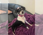 Shay - Female Chihuahua-Unknown Mix Dog for Adoption - Small photo