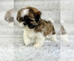 Shih Tzu Puppy for sale in GREENFIELD, IN, USA