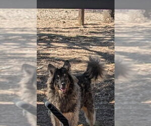 Tennessee - Male German Shepherd Dog-Unknown Mix Dog for Adoption - Photo #2