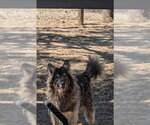 Small #1 German Shepherd Dog Mix