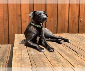 Celeste - Female Mutt Dog for Adoption - Photo #15