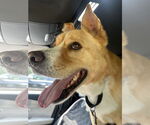 Small #4 Akita Mix