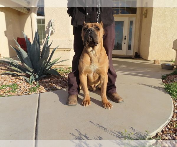 Medium Photo #2 Cane Corso Puppy For Sale in APPLE VALLEY, CA, USA