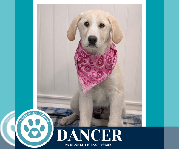 Medium Photo #3 Labrenees Puppy For Sale in Kimberton, PA, USA