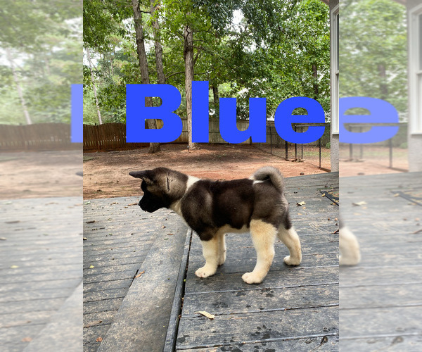 Medium Photo #25 Akita Puppy For Sale in MCDONOUGH, GA, USA