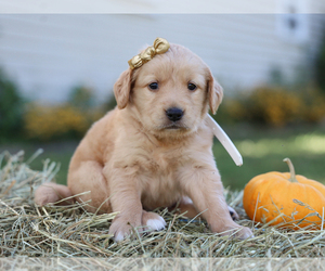 Golden Retriever Puppy for Sale in LIBERTY, Kentucky USA