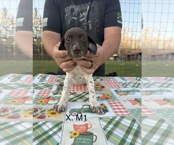 Medium Photo #5 German Shorthaired Pointer Puppy For Sale in ARGONNE, WI, USA