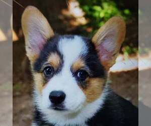 Father of the Pembroke Welsh Corgi puppies born on 10/14/2021