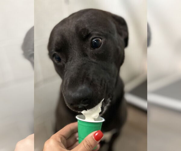 Medium Photo #20 Mutt Puppy For Sale in Myrtle Beach, SC, USA