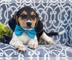 Small Photo #12 Beagle Puppy For Sale in LAKELAND, FL, USA