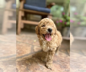 Goldendoodle (Miniature) Puppy for Sale in SPRING, Texas USA