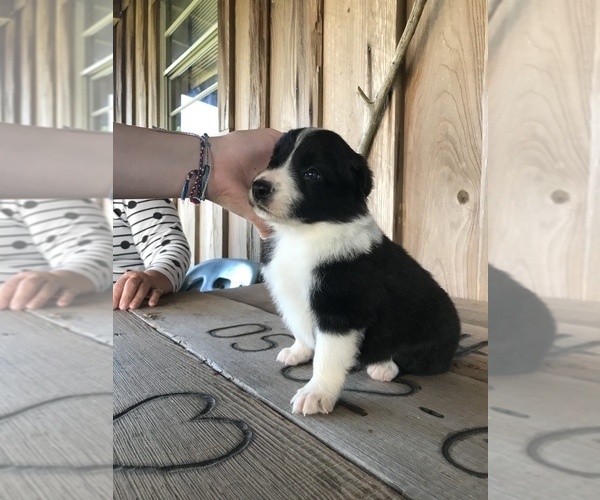 Medium Photo #1 Border Collie Puppy For Sale in KIRBYVILLE, TX, USA