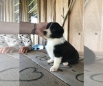 Small Photo #1 Border Collie Puppy For Sale in KIRBYVILLE, TX, USA