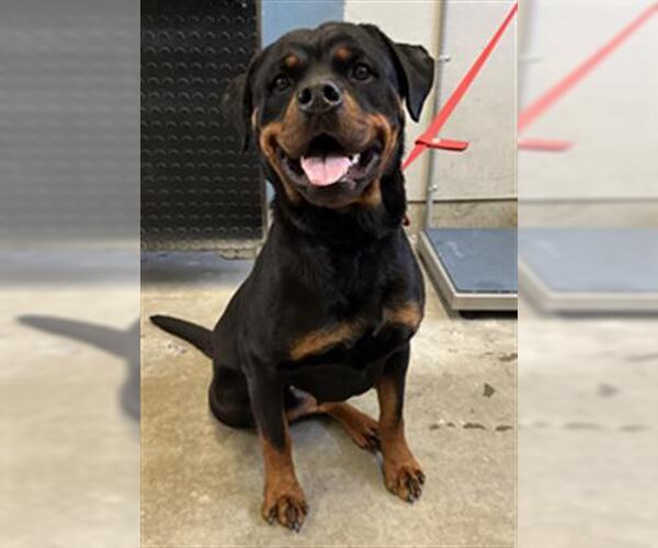 Medium Photo #1 Rottweiler Puppy For Sale in Camarillo, CA, USA