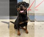 Small Rottweiler