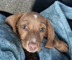 Small Photo #3 Dachshund Puppy For Sale in EASTVALE, CA, USA