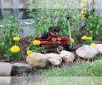 Small #1 Yorkshire Terrier