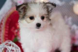 Malchi Puppy for sale in KENT, OH, USA