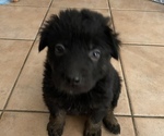 Small Photo #2 Shepweiller Puppy For Sale in DOWNEY, CA, USA