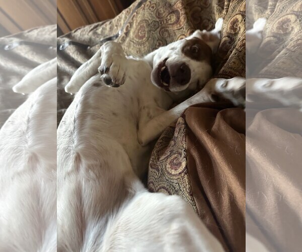 Medium Photo #3 Mutt Puppy For Sale in Winter Park, CO, USA