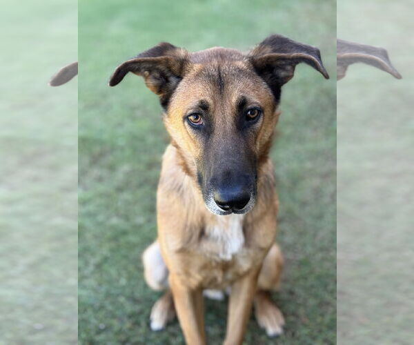 Medium Photo #2 Mutt Puppy For Sale in PIPE CREEK, TX, USA