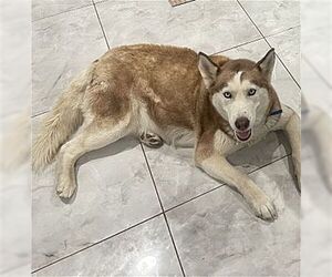 Siberian Husky Dogs for adoption in Dana Point, CA, USA