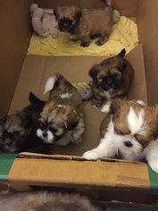 Shih Tzu Puppy for sale in THE DALLES, OR, USA