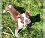 Small Photo #3 American Bulldog Puppy For Sale in NORTH RIDGEVILLE, OH, USA