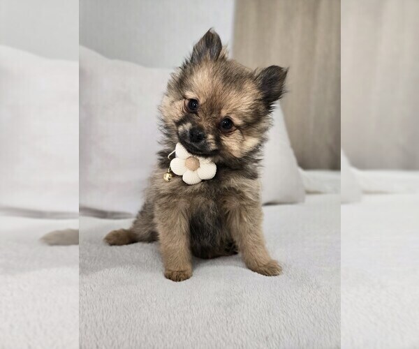 Medium Photo #3 Pomeranian Puppy For Sale in BRONSON, MI, USA