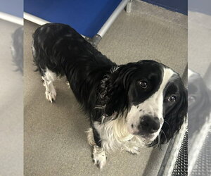 Mutt Dogs for adoption in Sterling, MA, USA