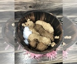 Small Photo #4 Goldendoodle (Miniature) Puppy For Sale in CRESTON, OH, USA